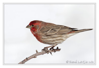 Roselin familierHouse Finch