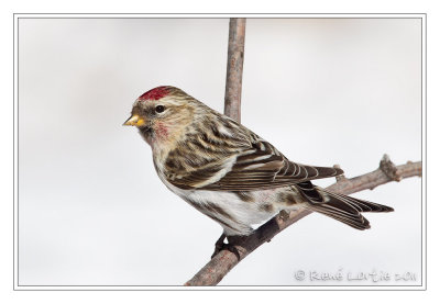 Sizerin flammCommon Redpoll