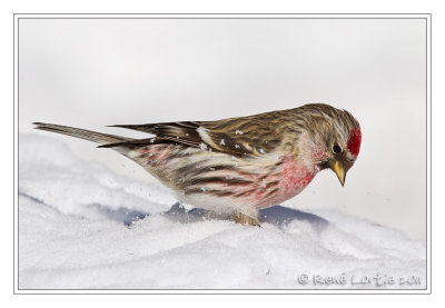 Sizerin flammCommon Redpoll