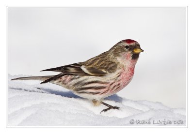 Sizerin flammCommon Redpoll