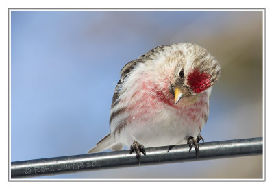 Sizerin flammCommon Redpoll