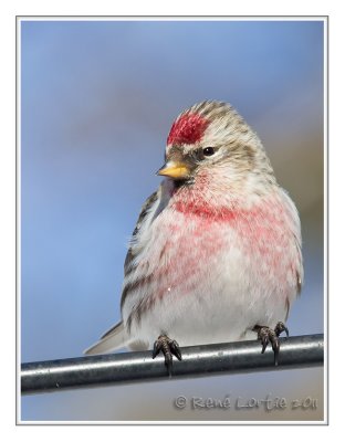 Sizerin flammCommon Redpoll