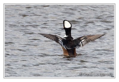Harle couronnéHooded Merganser