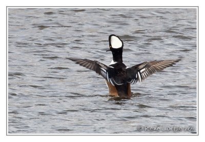 Harle couronnHooded Merganser