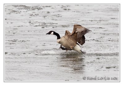 Bernache du CanadaCanada Goose