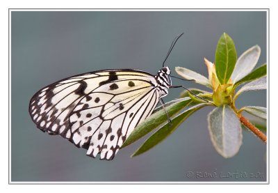 Papillon Leuconoé • Butterfly