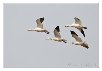 Oies des neigesSnow Geese