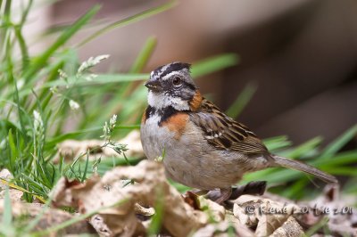 Bruant chingoloRufous-collared SparrowZonotrichia capensis