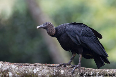 Urubu noirBlack VultureCoragyps atratus