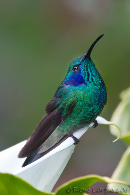 Colibri thalassinGreen Violet-earColibri thalassinus