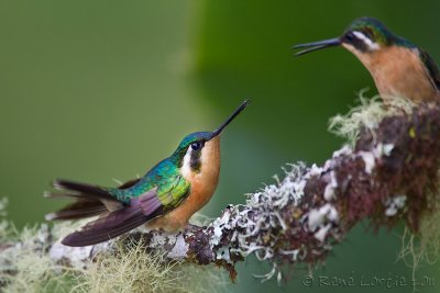 Colibri  gorge pourprePurple-throated Mountain-gemLampornis calolaema