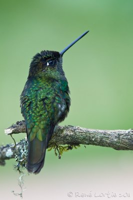 Colibri de RivoliMagnificent HummingbirdEugenes fulgens