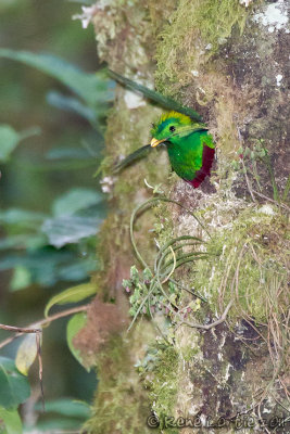 Quetzal resplendissantResplendant QuetzalPharomachrus mocinno