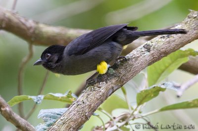 Tohi  cuisses jaunes<br>Yellow-thighed Finch<br><i>Pselliophorus tibialis</i>