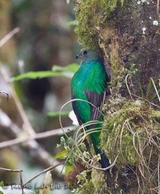 Quetzal resplendissant<br>Resplendant Quetzal<br><i>Pharomachrus mocinno</i>