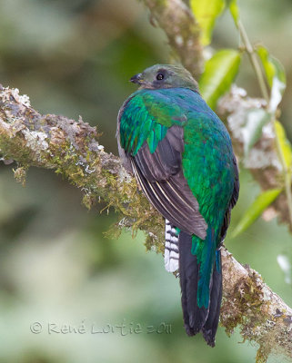Quetzal resplendissantResplendant QuetzalPharomachrus mocinno