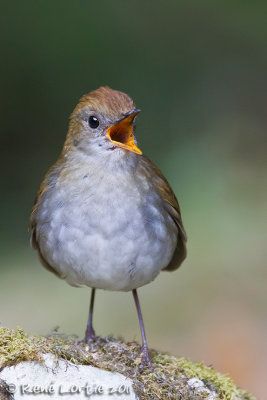 Grive  calotte rousse<br>Ruddy-capped Nightingale-Thrush<br><i>Catharus frantzii</i>