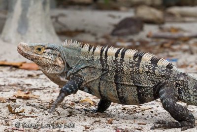 CtenosauraBlack Iguana, Iguana negra