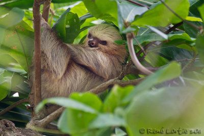 Paresseux  deux doigtsTwo-toed Sloth, Perezoso de dos dedos, Choloepus hoffmanni