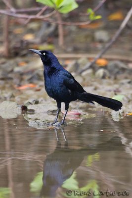 Quiscale  longue queue<br>Great-tailed Grackle, <i>Quiscalus mexicanus</i>