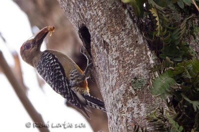 Pic  couronne rougeRed-crowned Woodpecker, Pajaro Carpintero, Melanerpes rubricapillus