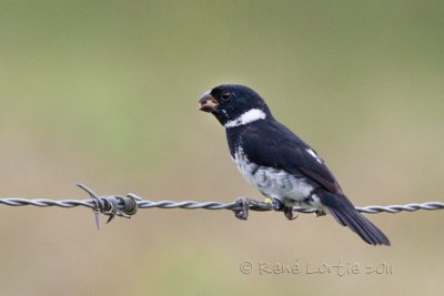 Sporophile  ailes blanches<br>Variable Seedeater, <i>Sporophila americana</i>