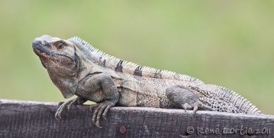 CtenosauraBlack Iguana, Iguana negra