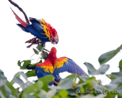 Ara rougeScarlet Macaw, Ara macao