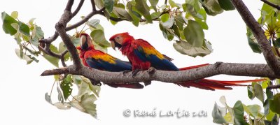 Ara rougeScarlet Macaw,  Ara macao