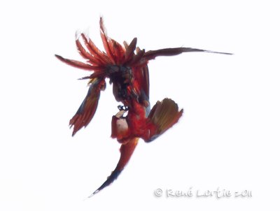 Ara rouge Scarlet Macaw,  Ara macao