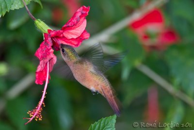 Ariane cannelleCinnamon Hummingbird, Amazilia rutila