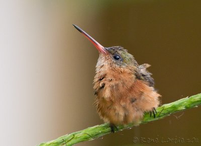 Ariane cannelleCinnamon Hummingbird, Amazilia rutila