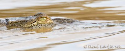 Crocodile d'AmriqueAmerican Crocodile, Cocodrilo, Crocodilus acutus