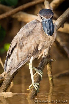 Savacou huppBoat-billed Heron, Cochlearius cochlearius