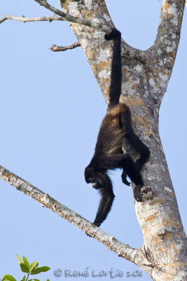 Singe hurleurMantled Howler Monkey, Mono Congo, Alouatta palliata