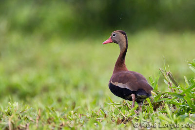 Dendrocyge  ventre noirBlack-bellied Whistling Duck, Dendrocygna autumnalis