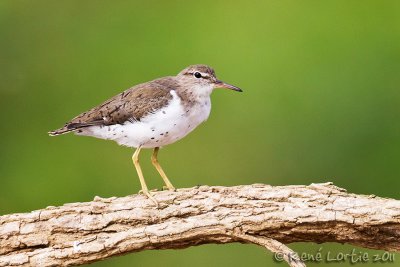 Chevalier grivelSpotted Sandpiper