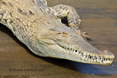 Crocodile amricainAmerican Crocodile, Cocodrilo, Crocodilus acutus