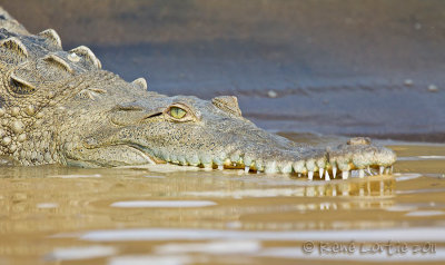 Crocodile amricainAmerican Crocodile, Cocodrilo, Crocodilus acutus