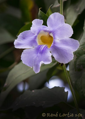 OrchideOrchid