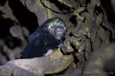 Porc-picMexican Hairy Porcupine, Puercoespn, Coendou mexicanus