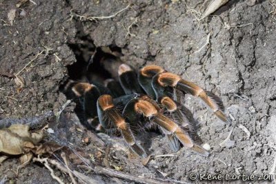 TarantuleTarantula, Lycosa Tarentula