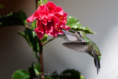 Colibri de RivoliMagnificent Hummingbird, Eugenes fulgens