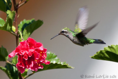 Colibri de Rivoli<br>Magnificent Hummingbird, <i>Eugenes fulgens</i>