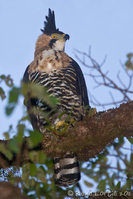 Aigle ornOrnate Hawk-Eagle, Spizaetus ornatus