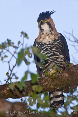Aigle ornOrnate Hawk-Eagle, Spizaetus ornatus