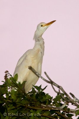 Hron garde-boeufs<br>Cattle Egret, <i>Bubulcus ibis</i>