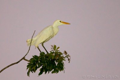 Hron garde-boeufs<br>Cattle Egret, <i>Bubulcus ibis</i>