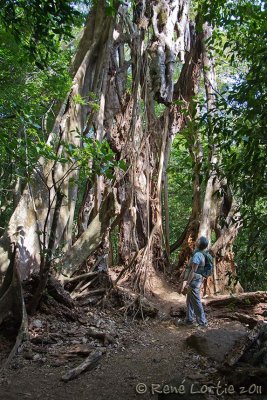 Ficus