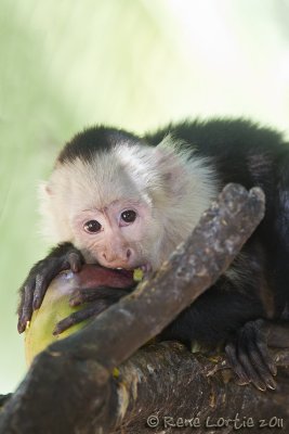 Capucin  face blanche / Capucin moineWhite-faced Capuchin, Mono Carablanca, Cebus capucinus